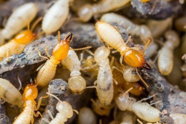 Why Reliable Pest Control Services Are Worth Your Money
