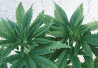 To grow marijuana clones, you need to know how to use them.